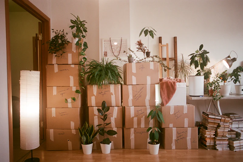 Gepackte Umzugskartons und Pflanzen in einer Wohnung vor dem Umzug